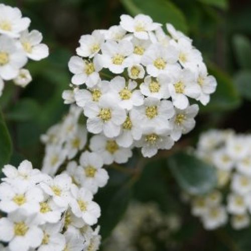 RITUAL CLEOPATRA. ESPINO BLANCO