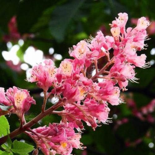 TRADICION INDIA. CASTAÑO DE INDIAS